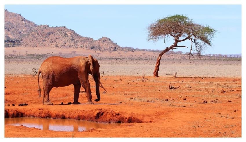 Africa Kenya Safari Nature