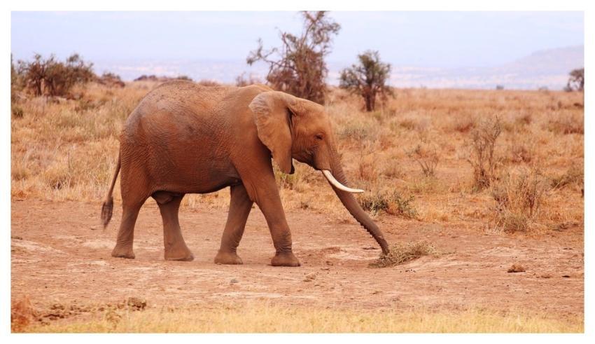 Africa Kenya Safari Nature