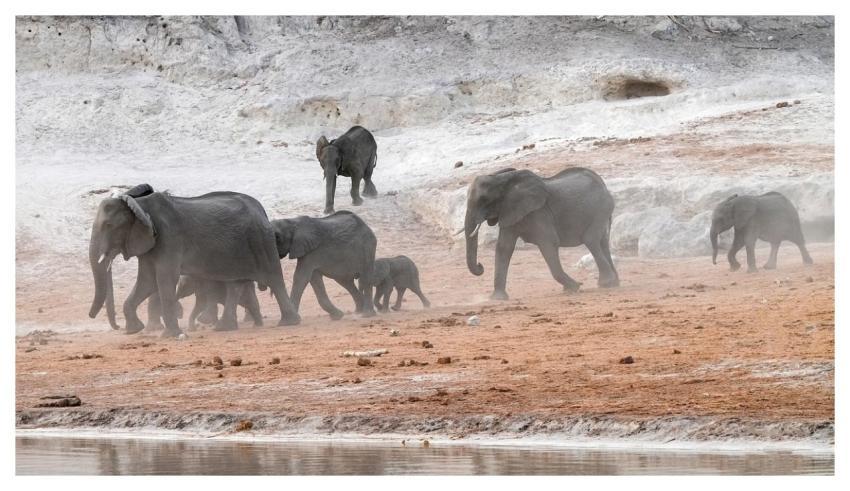 Elephants Herd Water Thirsty