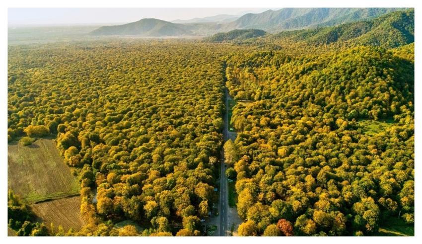 Forest Landscape Nature Aerial