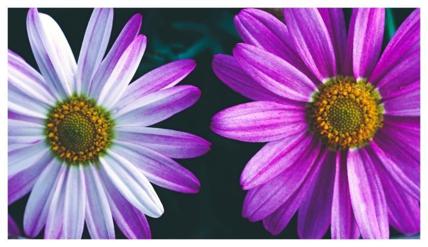 Flowers Marguerite Cool Backgrounds Laptop Wallpap