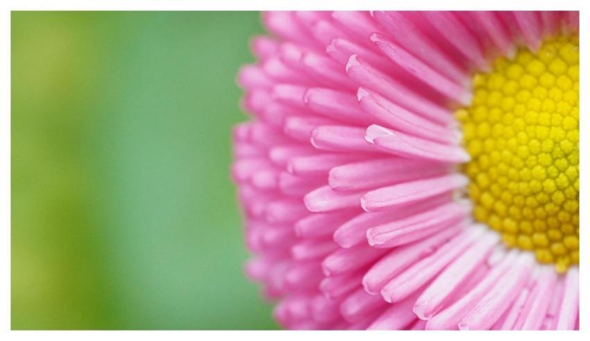 Flower Beautiful Flowers Daisy Macro