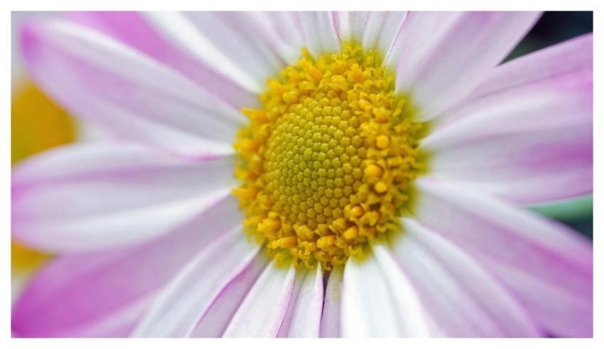 Flower Marguerite Bloom Blossom