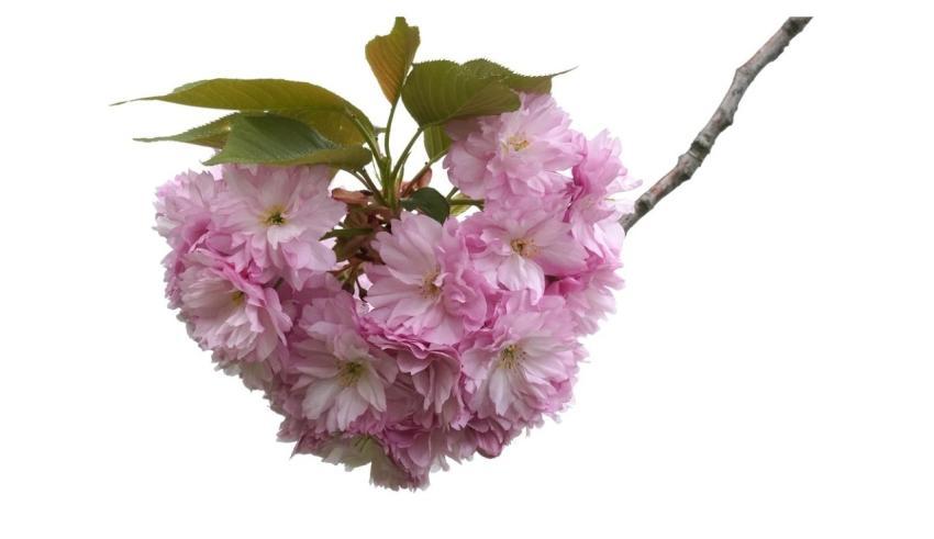 Pink Floral Background Hd Wallpaper Flowers