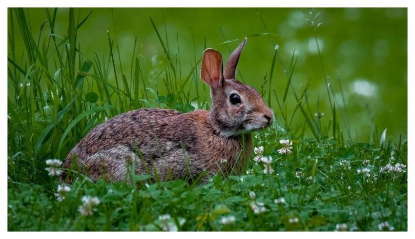 Cottontail Rabbit Nature Easter