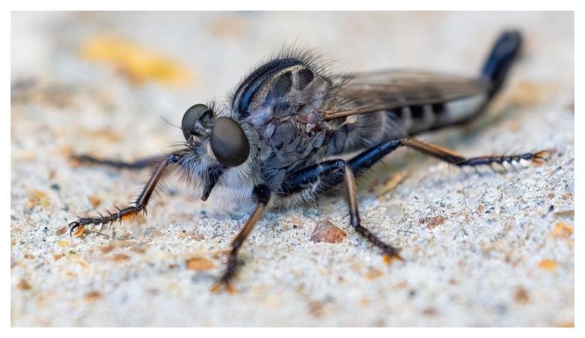Robber Fly Nature Insect