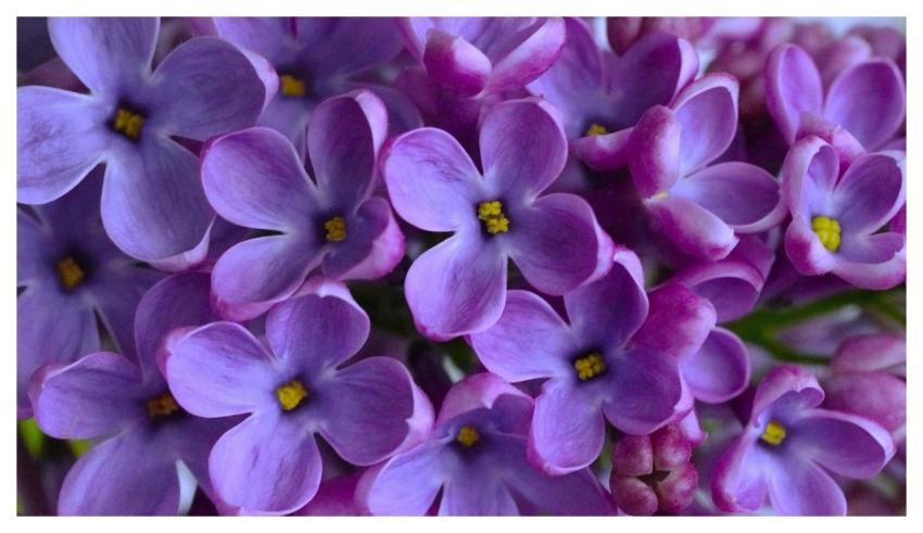 Purple Floral Background Pink Wallpaper Hd