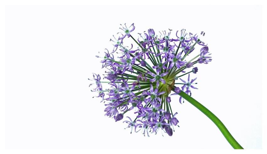 Purple Flower Blossom Beautiful Flowers