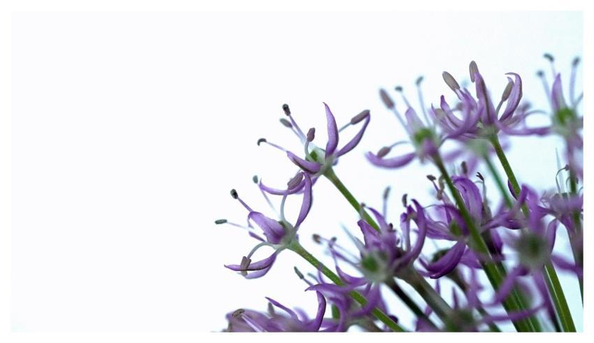 Purple Flower Blossom Flower Background