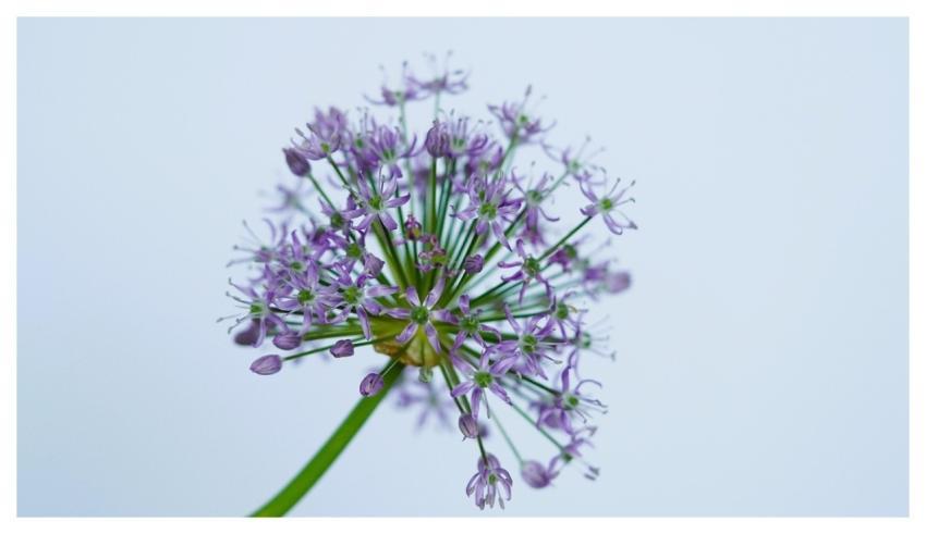 Flower Purple Flower Plant Floral Greeting