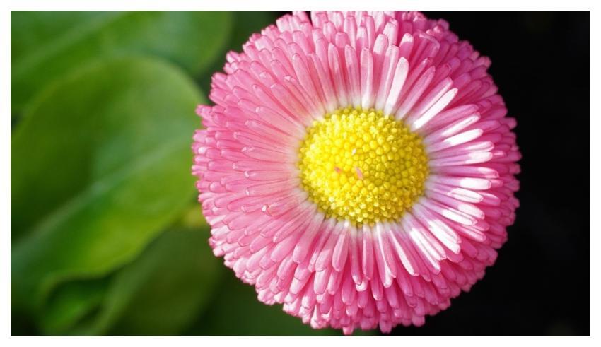 Daisy Flower Flower Background Pink