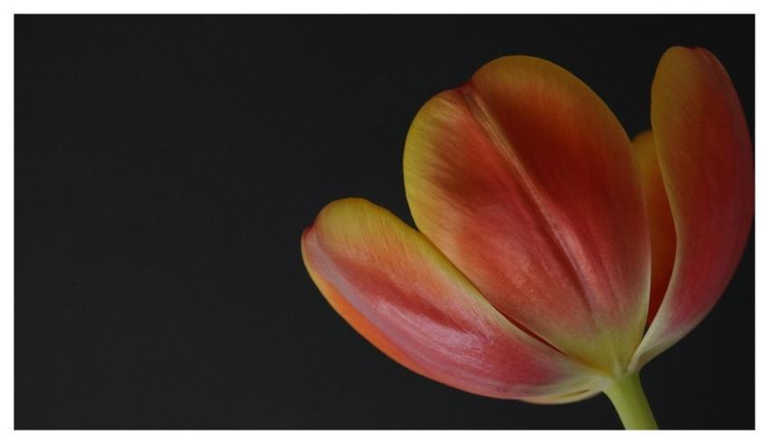 Tulip Flower Background Flower Petals