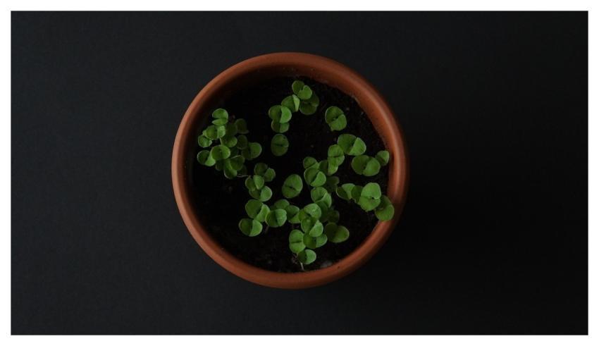 Basil Herbs Pot Healthy