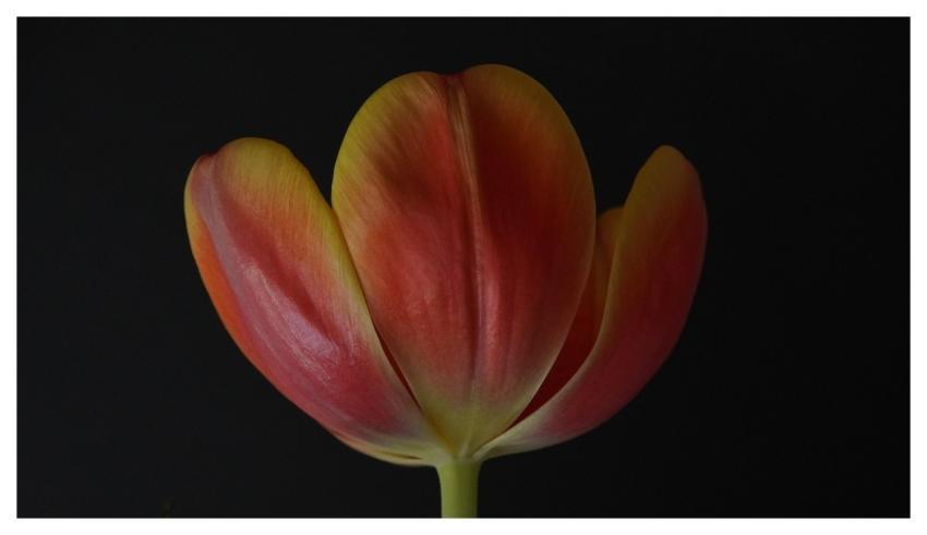 Tulip Beautiful Flowers Flower Plant