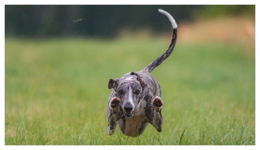 Dog Pet Running Beautiful