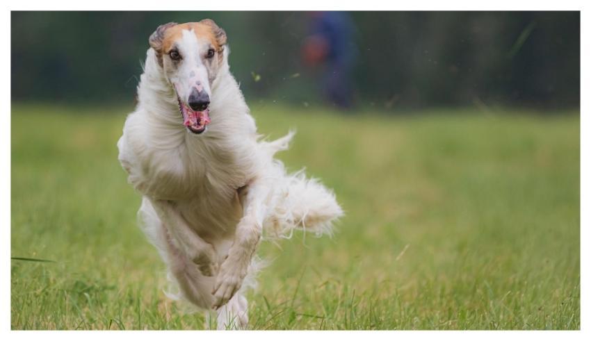 Dog Running Beautiful Field