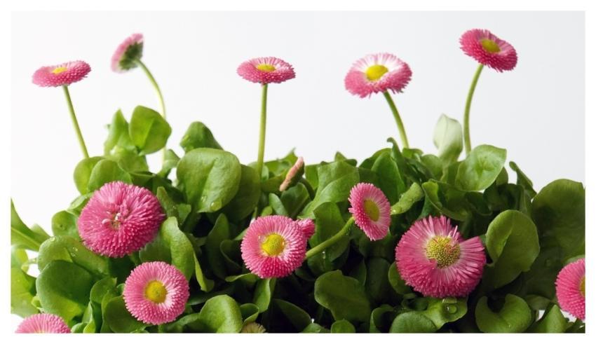 Pink 4K Wallpaper Flowers Beautiful Wallpaper