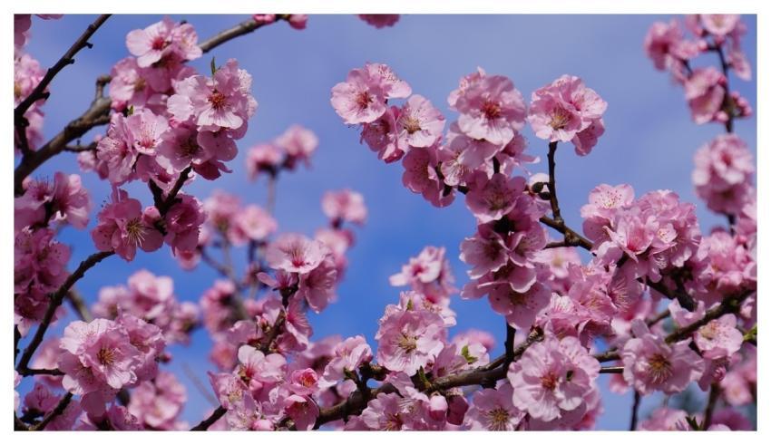Almond Blossoms Pink Flowers Blue Sky