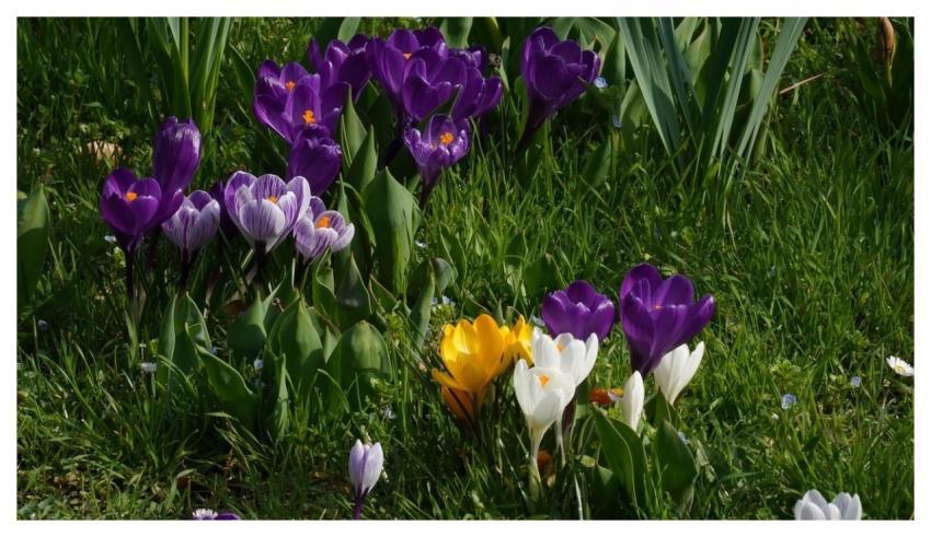 Crocuses 4K Wallpaper Mac Wallpaper Flowers