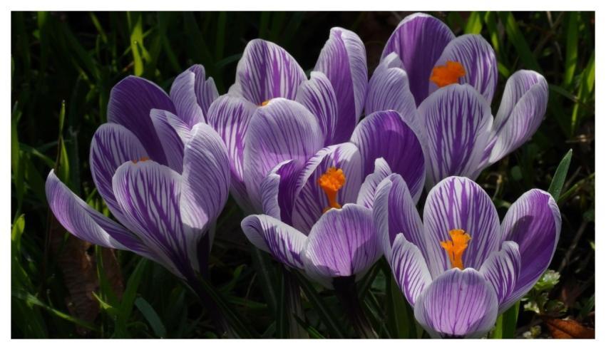 Purple Wallpaper 4K Full Hd Wallpaper Mac Wallpape