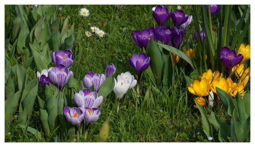 Crocuses Flowers Free Background Beautiful Flowers
