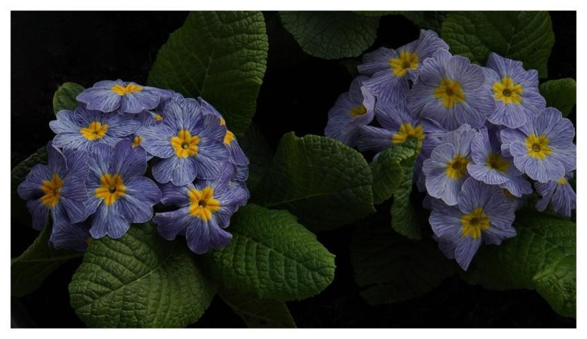 Primroses Beautiful Wallpaper Spring 4K Wallpaper