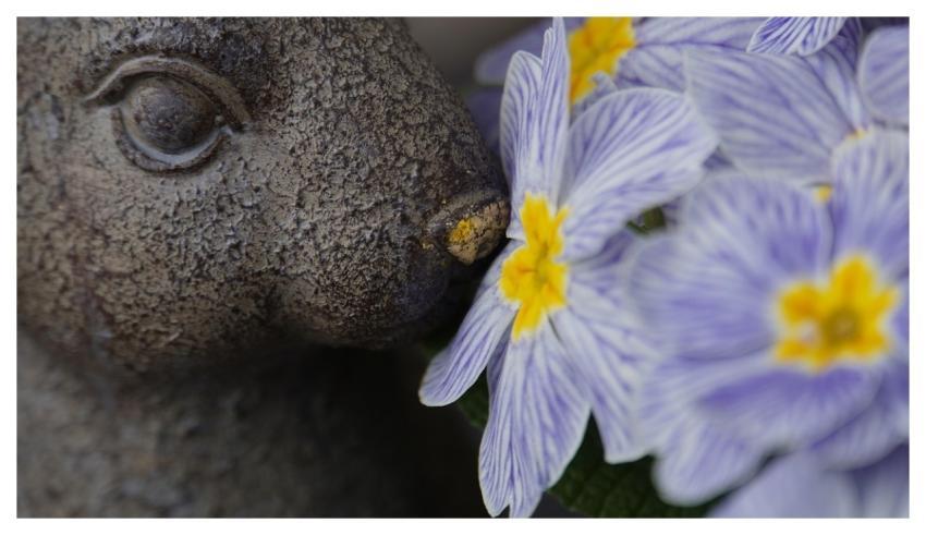 Easter Beautiful Wallpaper Bunny Primroses