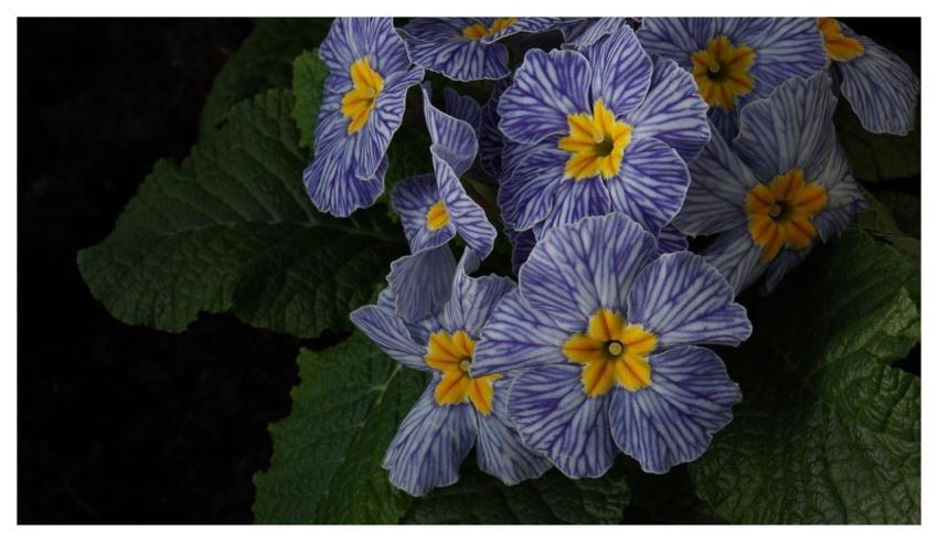 Purple Flowers Easter 4K Wallpaper 1920X1080 Flowe