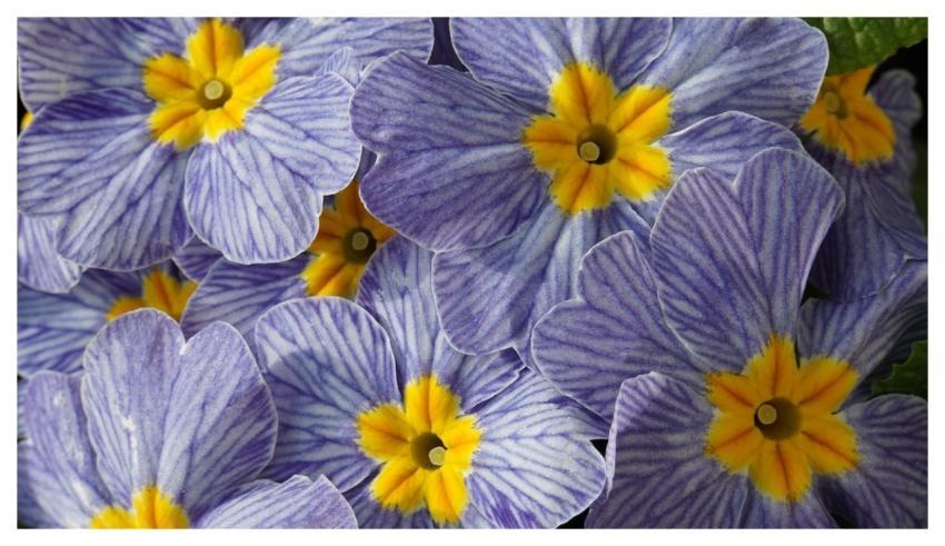 Purple Flowers Cool Backgrounds Easter Primroses