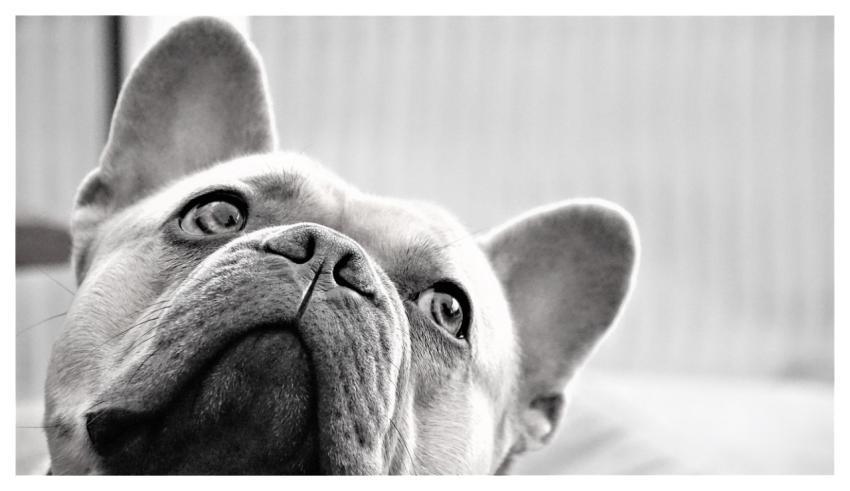 French Bulldog Dog Black-And-White Face