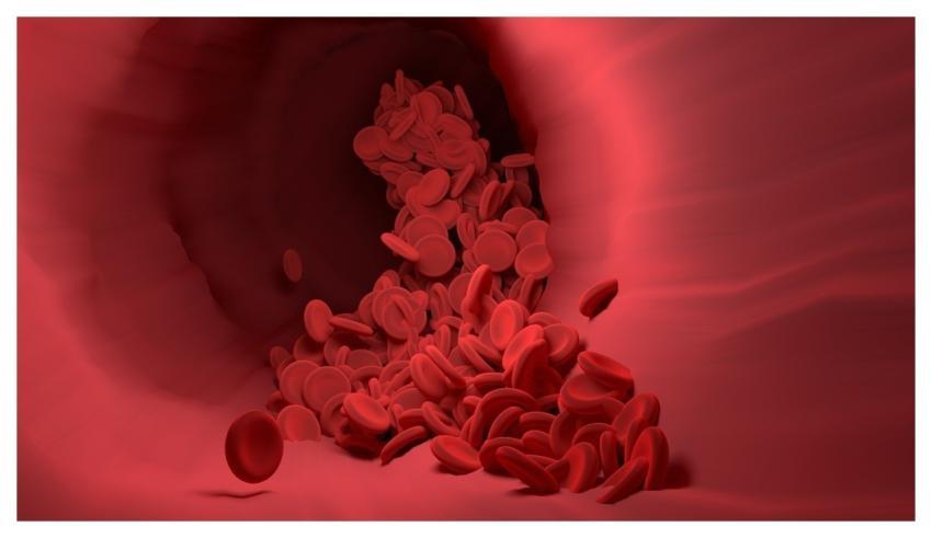 Red Blood Cells Blood Vessel Blood Flow Science