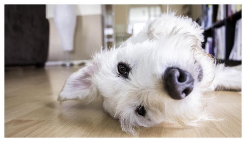 Dog Floor Nature Face