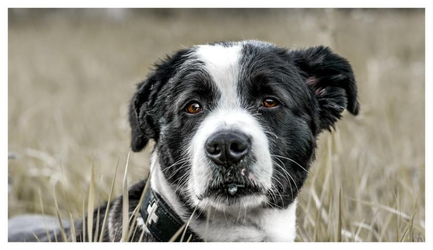 Dog Pet Canine Animal