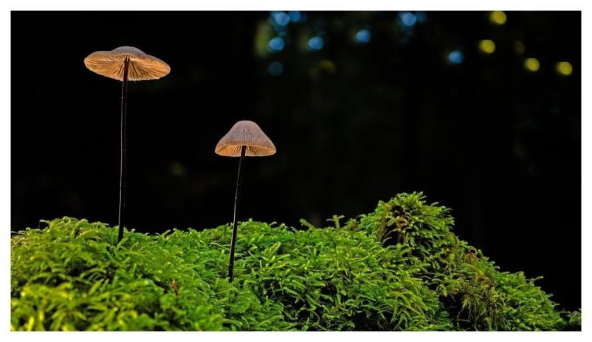 Mushrooms Moss Forest Nature