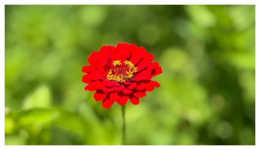 Zinnia Garden Summer Floral Background