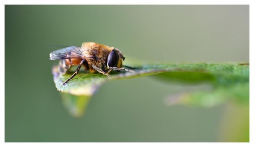 Hoverfly Insect Nature Macro
