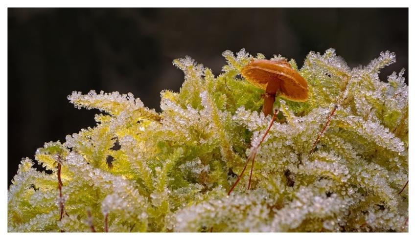 Mushroom Winter Frost Moss