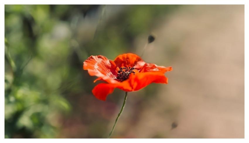 Poppy Natural Hd Wallpaper Flowering