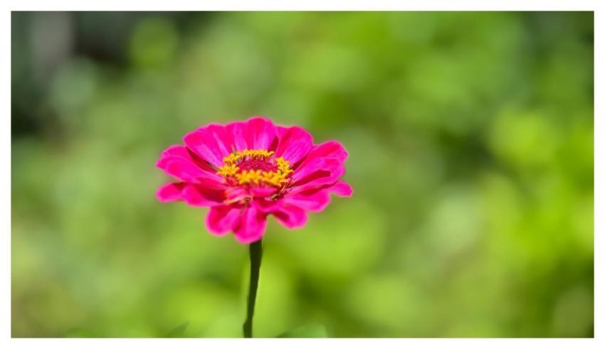 Zinnia Hd Wallpaper Natural Garden
