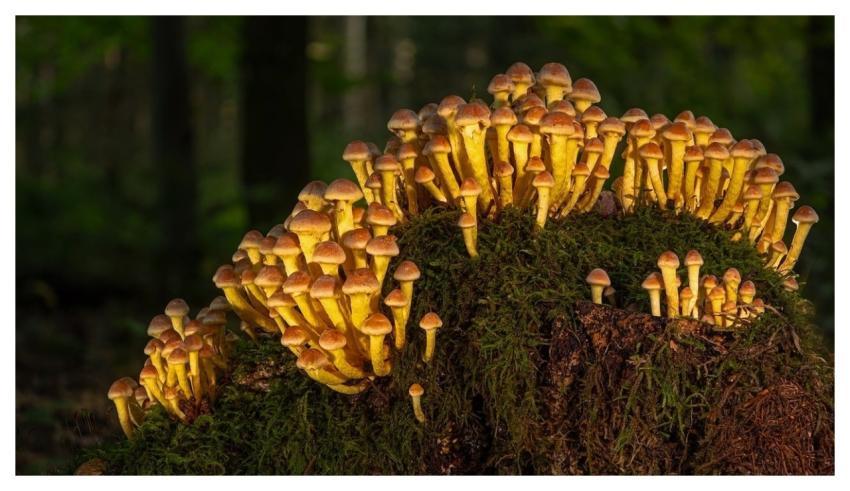 Mushrooms Moss Forest Tree Stump