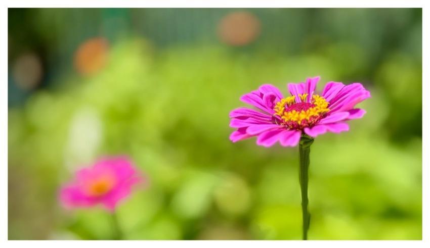 Zinnia Hd Wallpaper Natural Summer