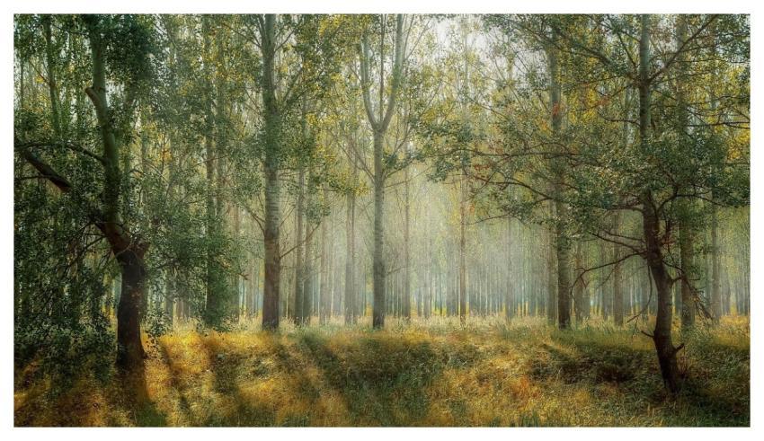 Forest Trees Sun Rays Sunlight