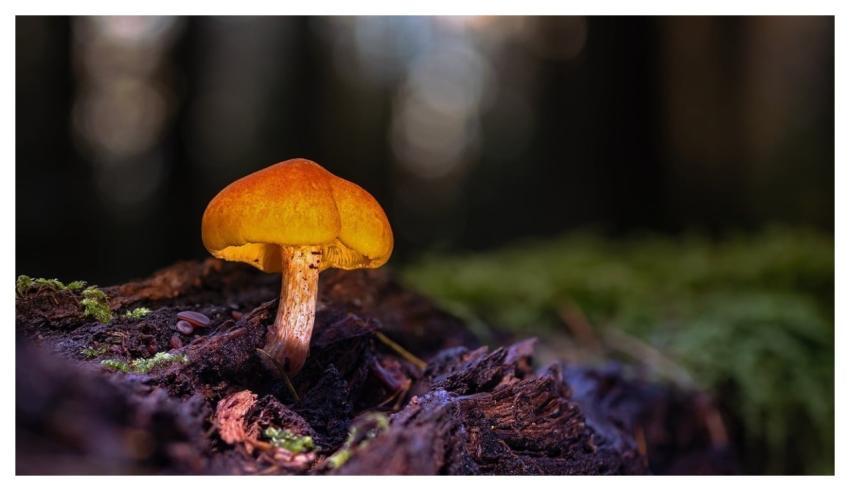 Mushroom Moss Forest Autumn