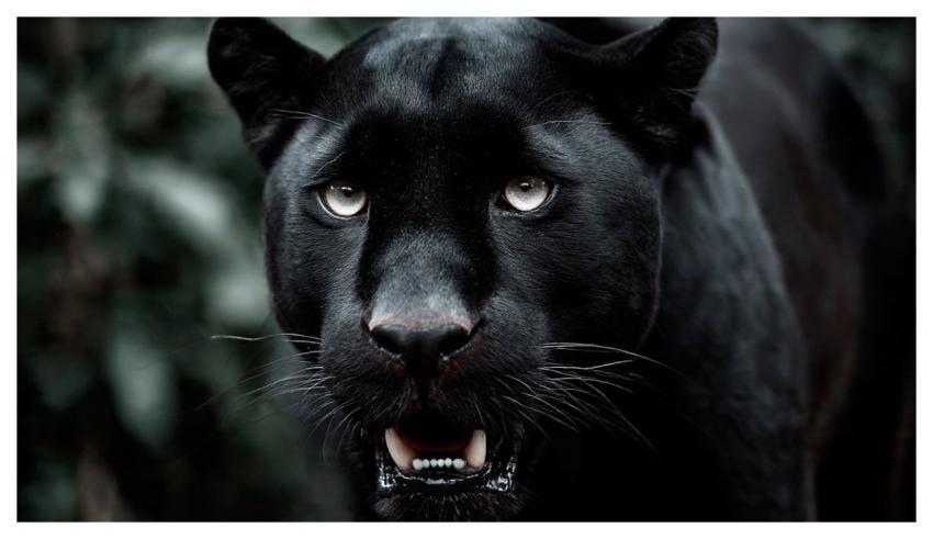 Animal Black Panther Wild Cat