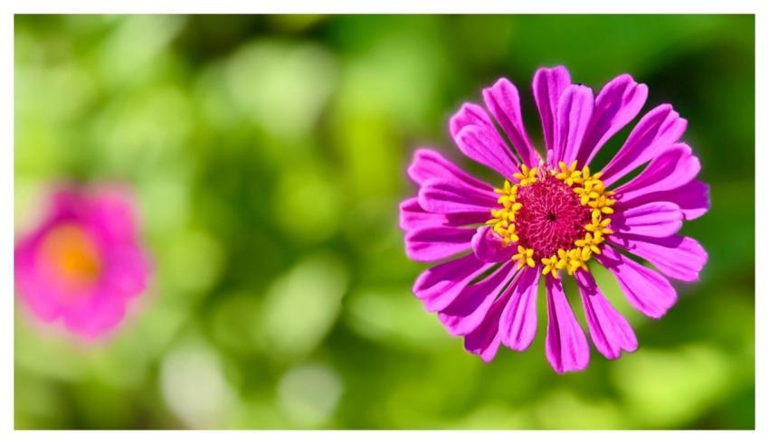Zinnia Natural Garden Summer