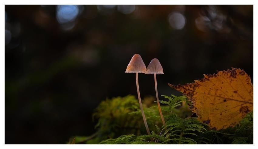 Mushrooms Fern Autumn Leaves Nature