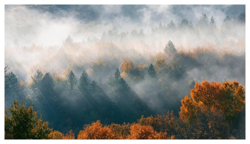 Nature Forest Autumn Season