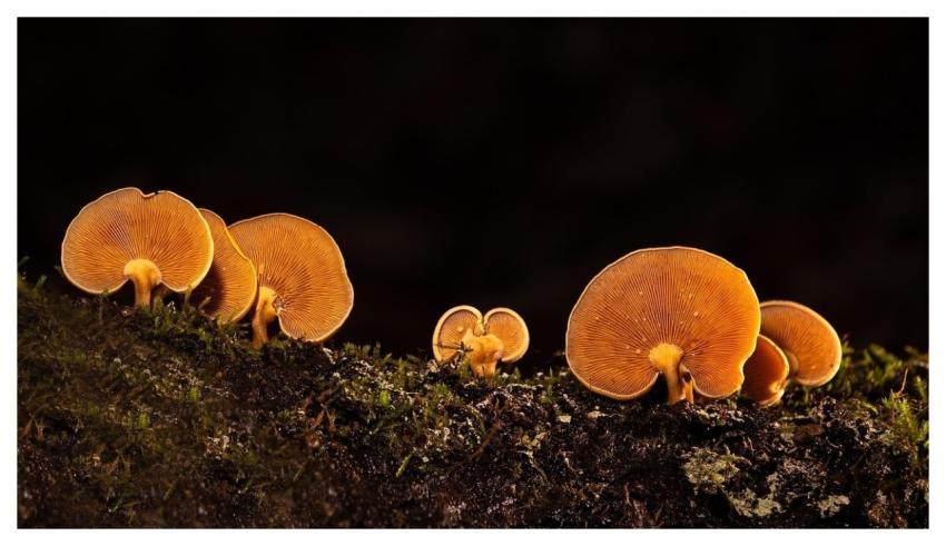 Mushrooms Nature Ecosystem Autumn