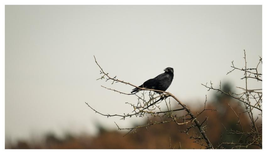 Nature Animal Bird Crow
