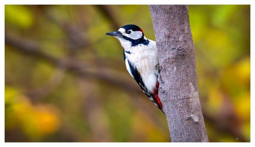 Great Spotted Woodpecker Woodpecker Bird Wildlife